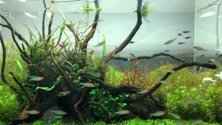 Aquarium ambient scene background for the Pomodoro timer