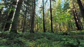 Forest ambient scene background for the Pomodoro timer