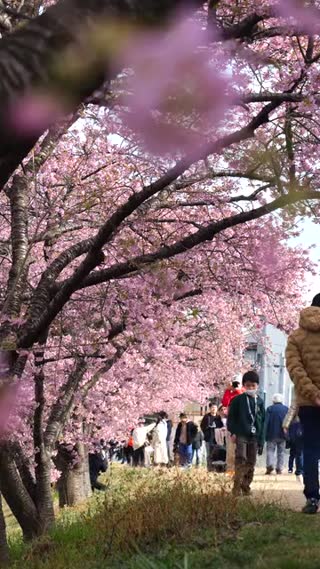 Sakura ambient scene background for the Pomodoro timer